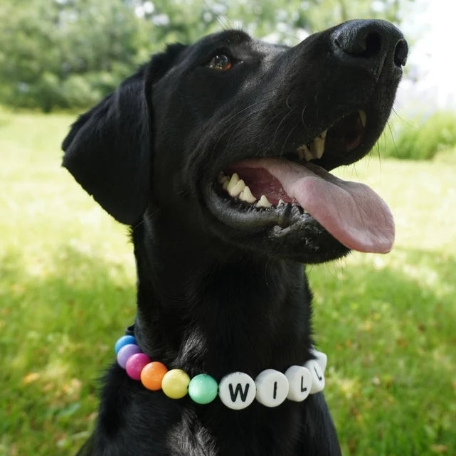 Personalized Dog Beaded Name Collar & Bracelet Set – Custom Letter Bead Pet Necklace